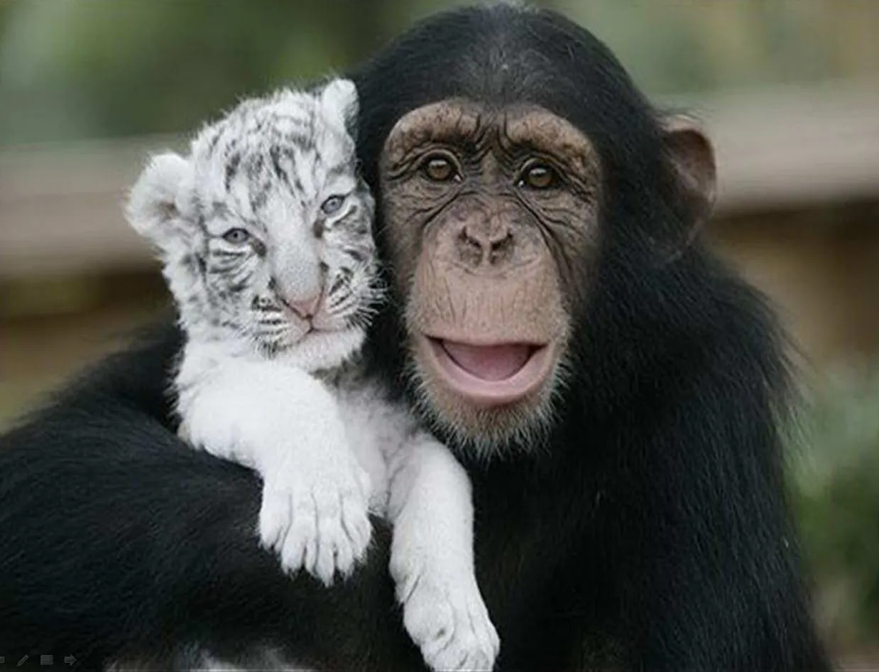 , esta chimpancé adulta, rescató a dos pequeños tigres blancos ...