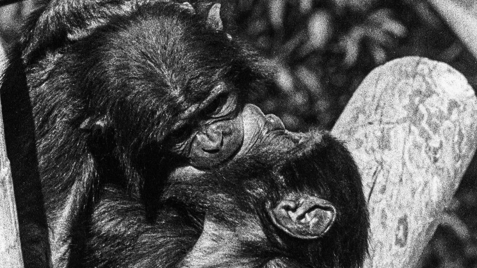 Chimpancés asexuales y bonobos bisexuales: lo que revela el sexo de los  primates sobre los humanos | Noticias de México | EL IMPARCIAL