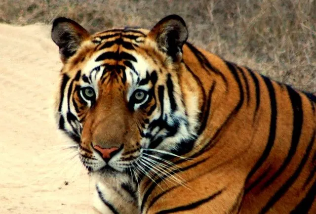 China allowing sale of tiger bone wine