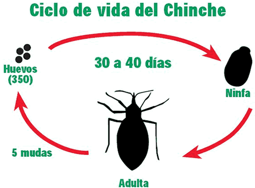 Chinches | Productos para el Control de Plagas