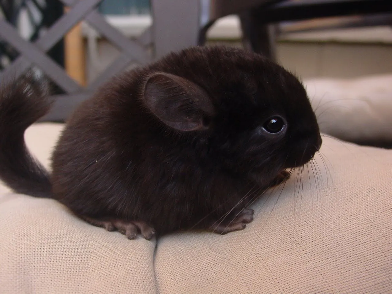 CHINCHILLAS ANABEL: BEBÉS