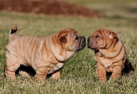 Chinese Shar-Pei Information | American Kennel Club