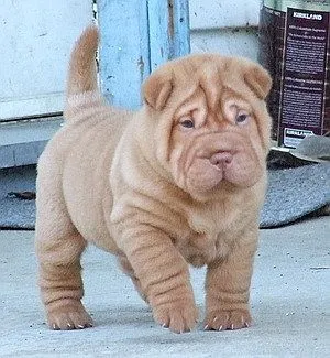 chinese shar pei on Tumblr