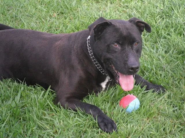 CHINO. X Pitbull negro 6 años.