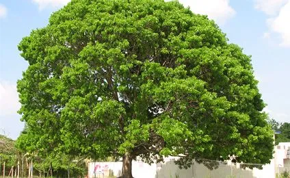 Arbol caoba dibujo - Imagui