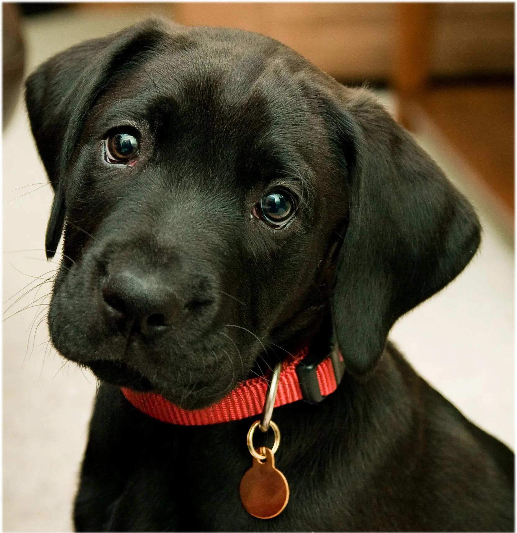 Un chiot labrador ... trop mimi !