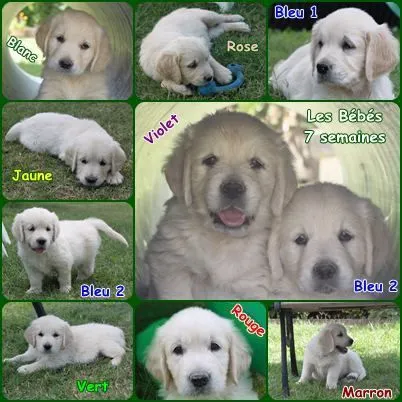 Chiots Golden Retriever - Mon Elevage Canin-sophie84.over-blog.fr