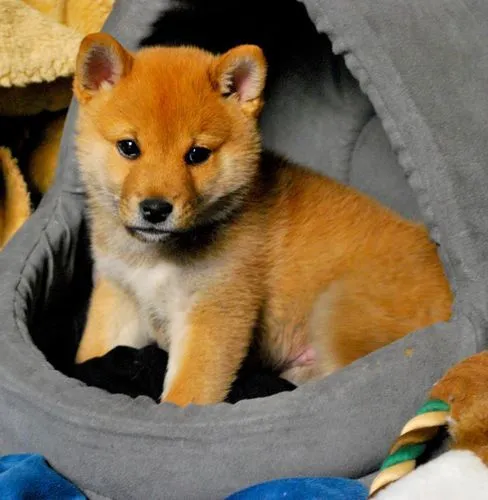 LE BLOG DU SHIBA INU ET DES CHIENS JAPONAIS ( SPITZ JAPONAIS ...