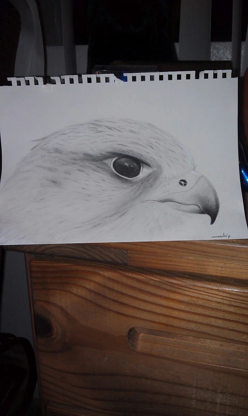 chiquiven manualidades: halcon al carboncillo (Gyrfalcon charcoal)