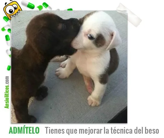 Chiste de Perros: Mejorar la técnica del beso ~ Ansioliticos.com