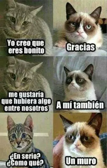 Chistes y anécdotas de Gatos