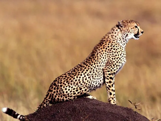 El Chita es el nuevo leopardo. El imprescindible del invierno: un ...