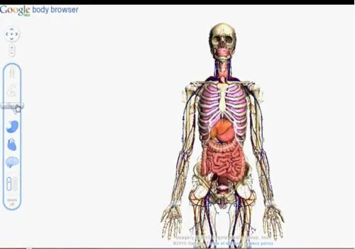 chivie : La anatomía humana, también en tres dimensiones