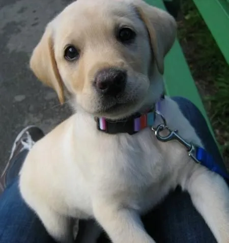 Chloe the Labrador Retriever | Puppies | Daily Puppy