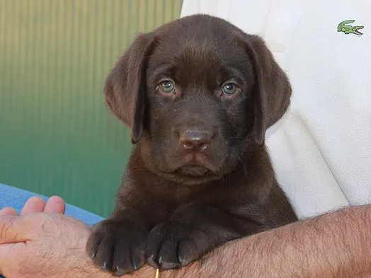 Chocolate | Labrador Retriever