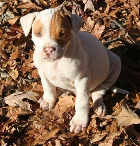 Cholo the Pit Bull Puppy - Cute Puppy Pictures Daily