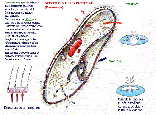 Chorrapost] Os gustan los protozoos???