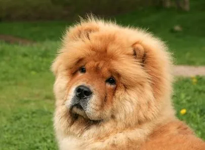 Chow Chow