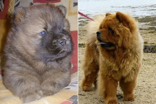 Chow chow bebés - Imagui