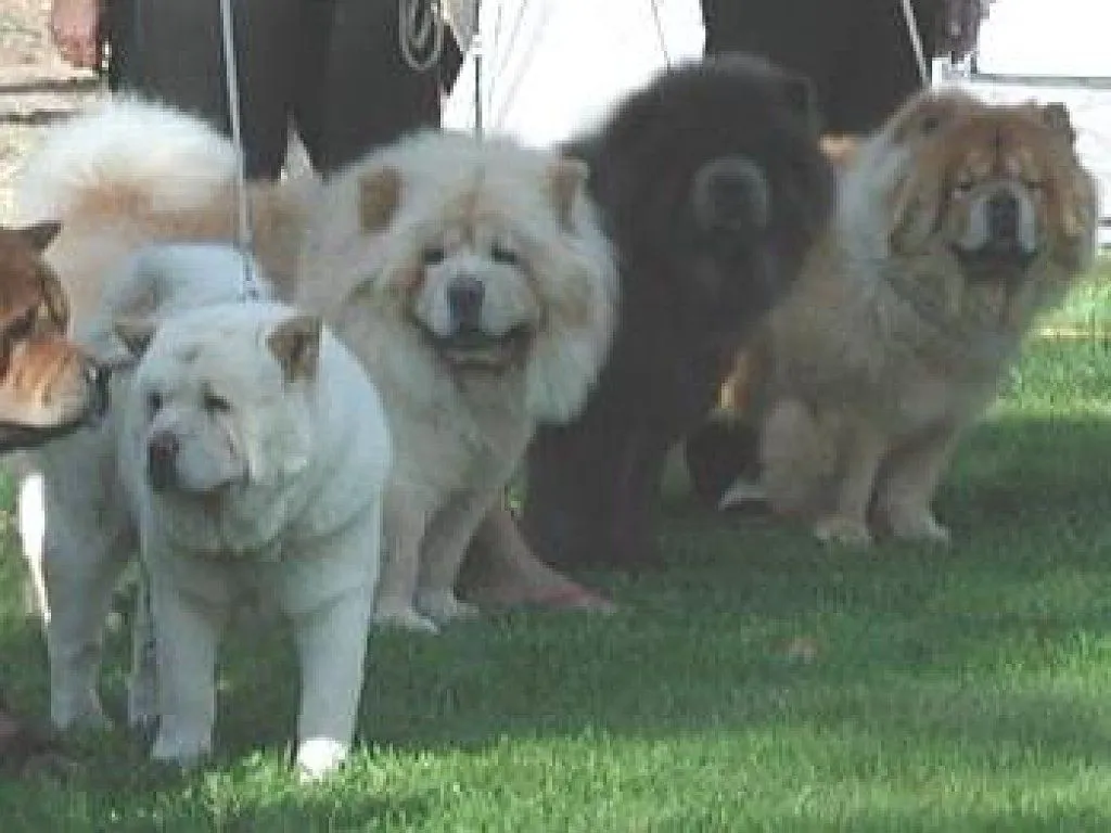 chow chow blanco (2) | Cuidar de tu perro es facilisimo.