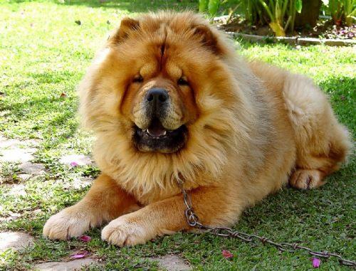 chow-chow.jpg