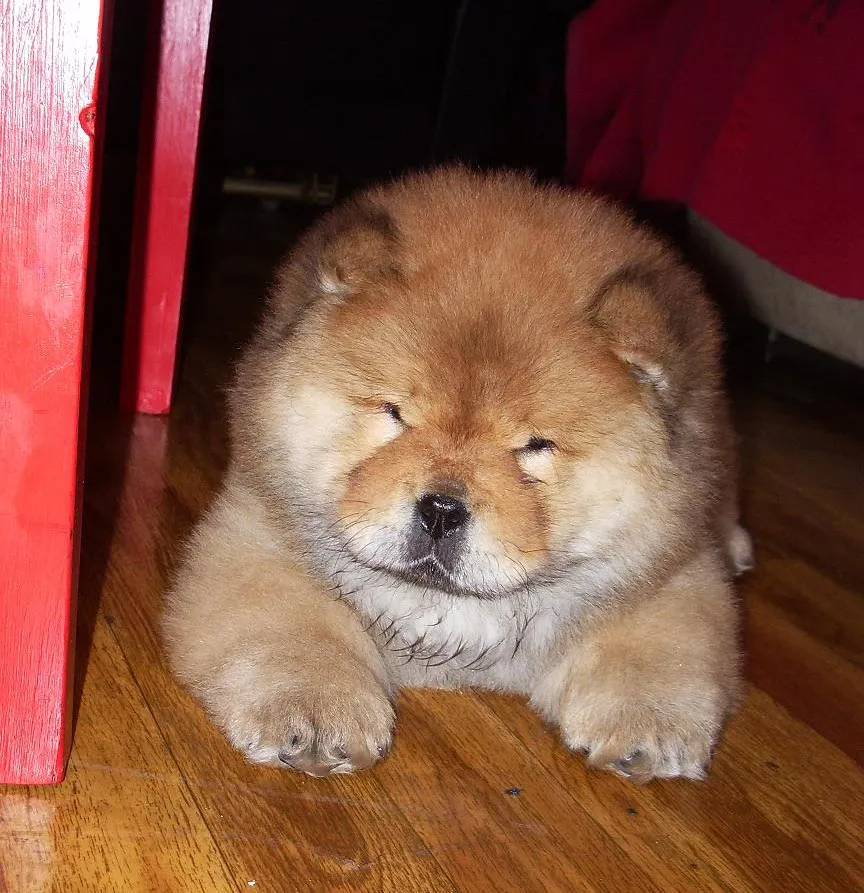 Chow chow, conoce la raza, consejos Fotos Chow Chow Cachorros La ...