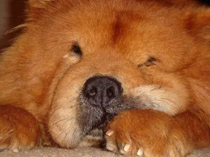 chow chow | Cuidar de tu perro es facilisimo.com