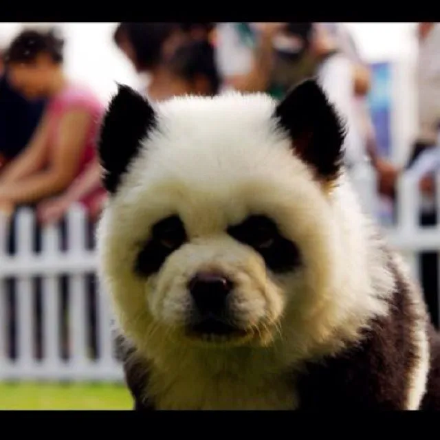 Chow Chow Panda! It's a dog! OMG! | snugly things | Pinterest