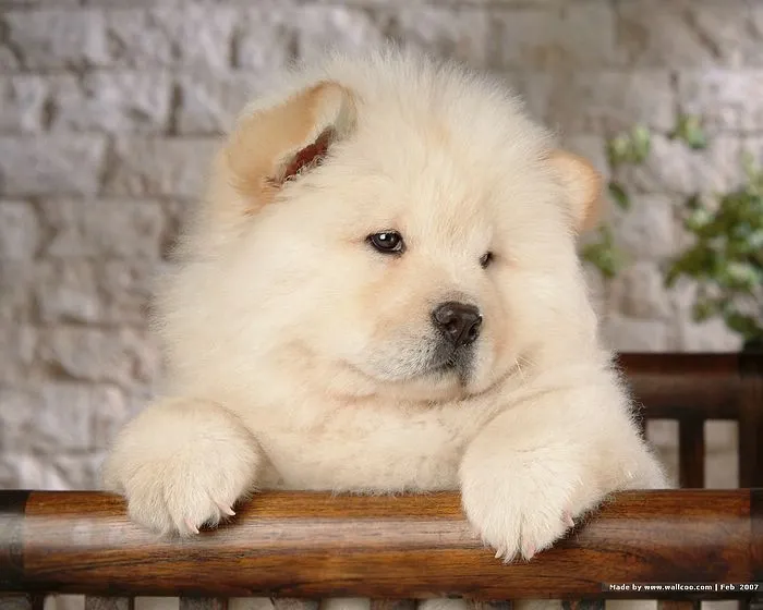 Imagenes de perros chow chow bebés - Imagui