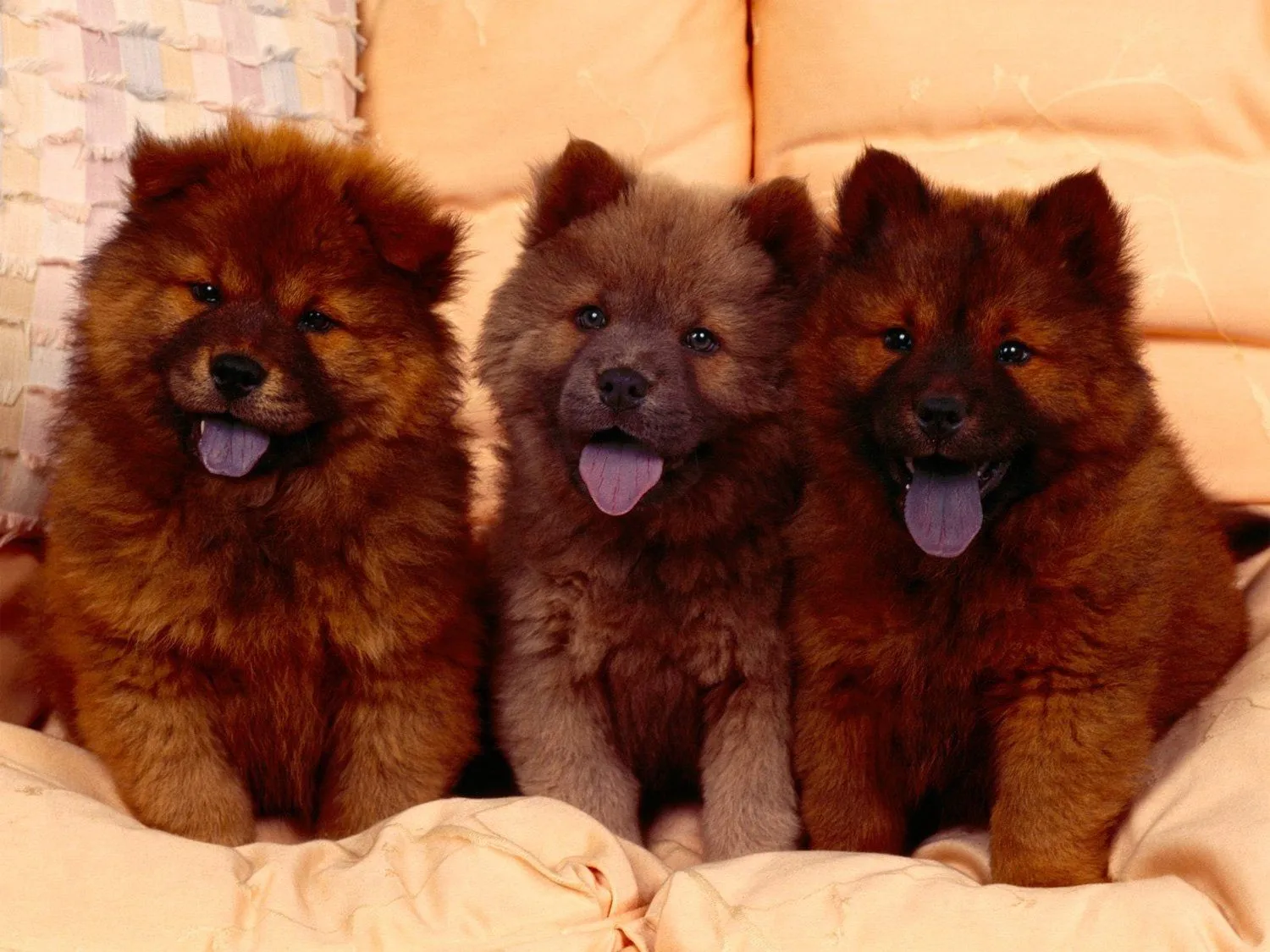 Chow Chow. PerrosAmigos.