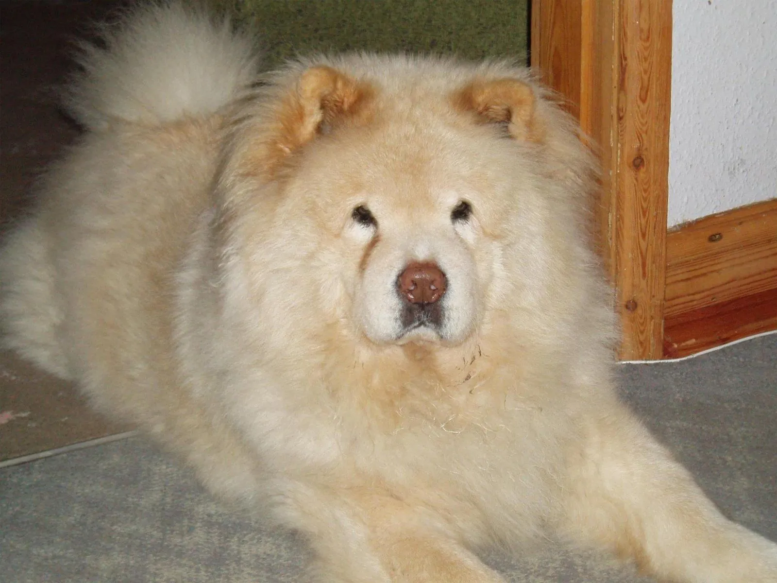 Chow Chow. PerrosAmigos.