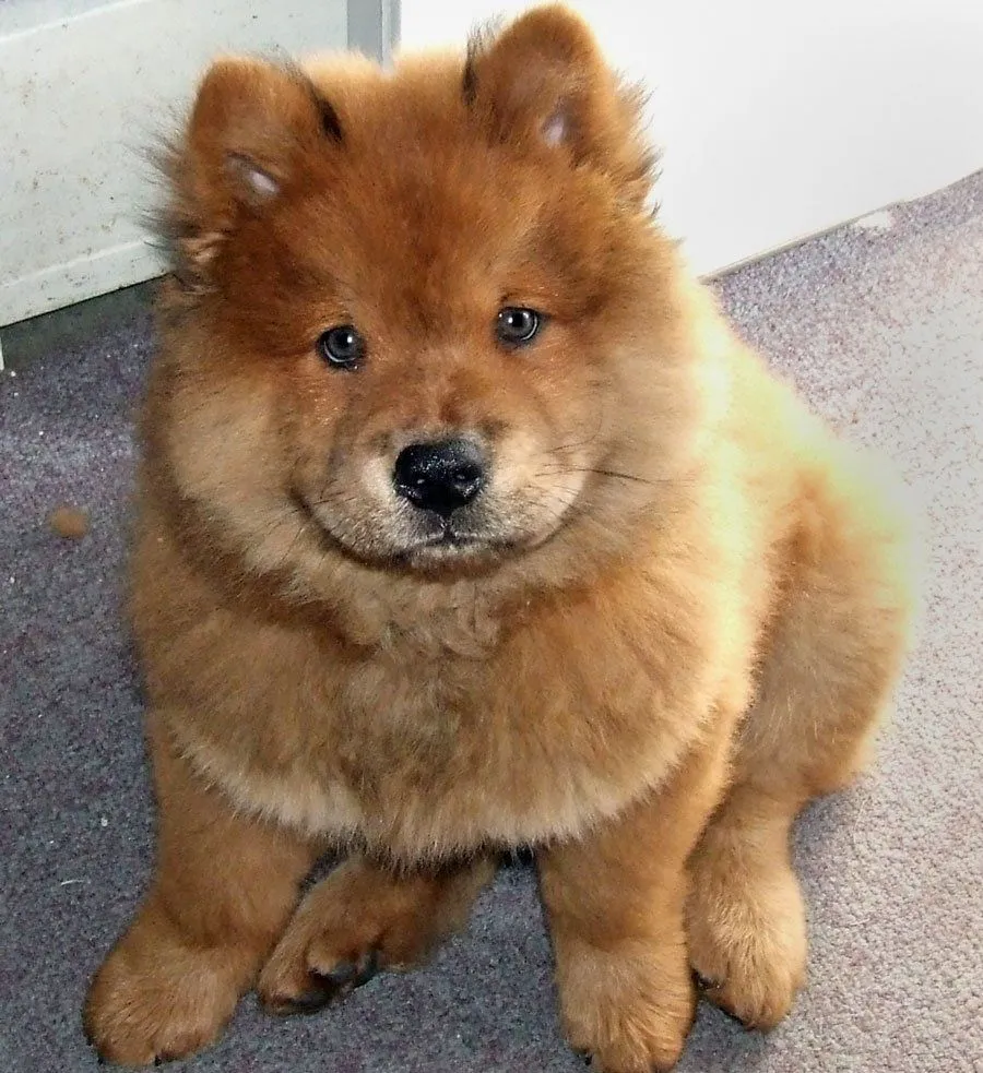 Chow Chow. PerrosAmigos.