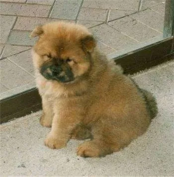 Chow Chow Pictures and Photos, 5