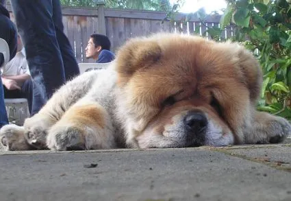 chow chow puppy on Tumblr