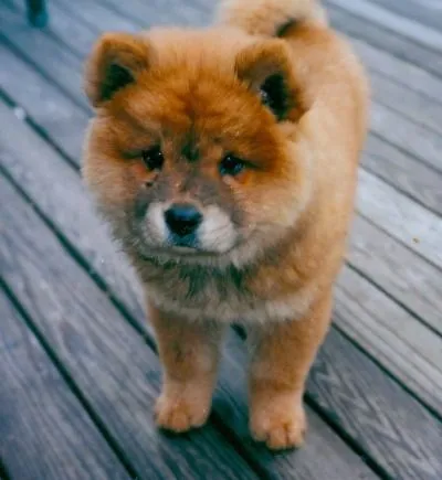 chow chow puppy on Tumblr