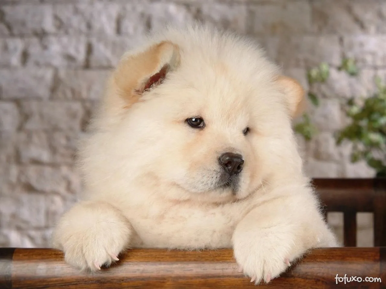 Chow Chow - Raças de Cachorros