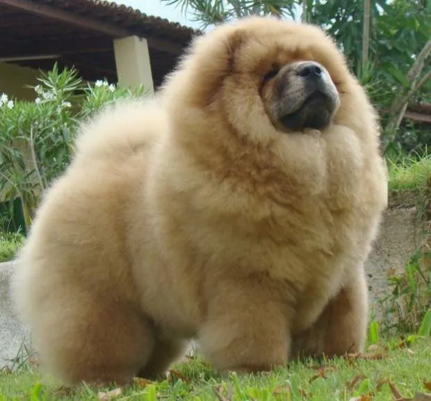 Chow Chow | Tudo Sobre a Raça de Cachorro Chow Chow