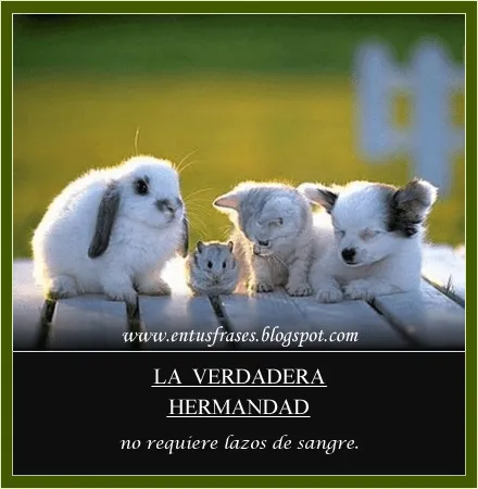 Chulas imágenes con frases de hermanos - Imagenes tiernas con ...