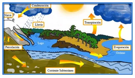 CICLO DEL AGUA Y DATOS IMPORTANTES ACERCA DEL AGUA | TERRARIOS