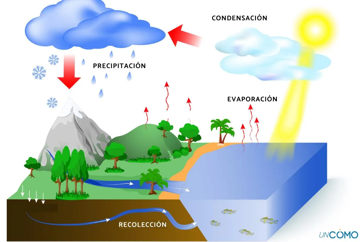 Qué es el ciclo del agua y sus etapas - Los mejores apuntes sobre las fases del proceso hidrológico
