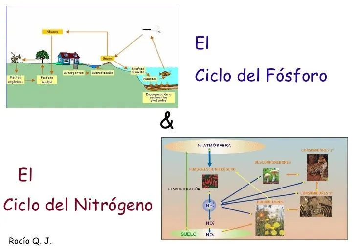 Ciclo Del Azufre Para Colorear images