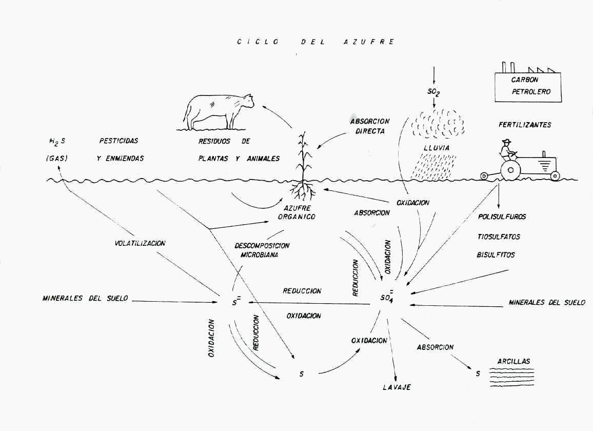 El ciclo del Azufre - Monografias.