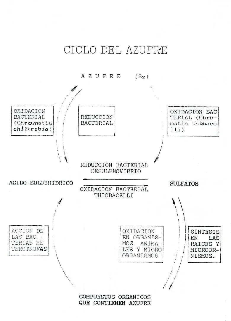 El ciclo del Azufre - Monografias.