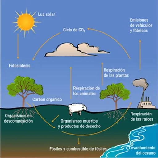 Ciclo de carbono para colorear - Imagui