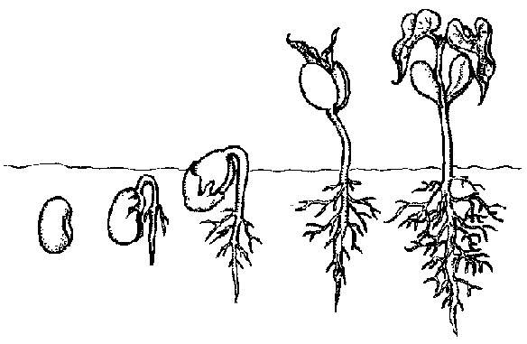 SEGUNDO CICLO CEIP 28 DE FEBRERO: LAS PLANTAS