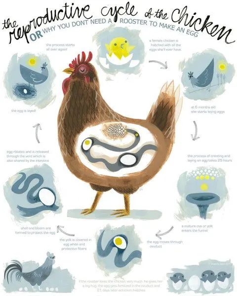 Ciclo de vida de una gallina - Imagui