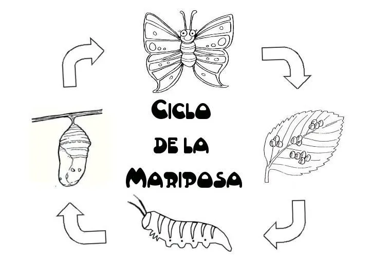 Ciclo de vida de la mariposa para colorear - Imagui