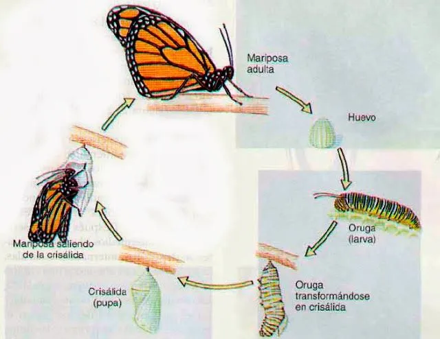 Ciclo de la mariposa en inglés - Imagui