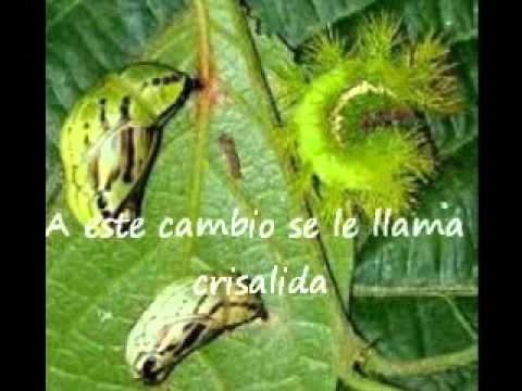 ciclo mariposa.wmv - YouTube