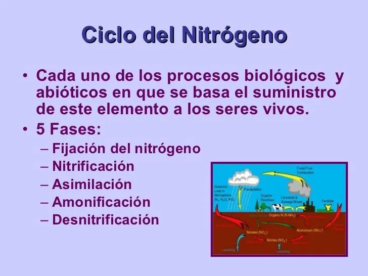 Ciclo Del Nitrógeno